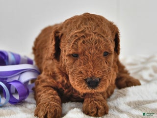 Mini Goldendoodle dogs Cinnamon - Ad 34