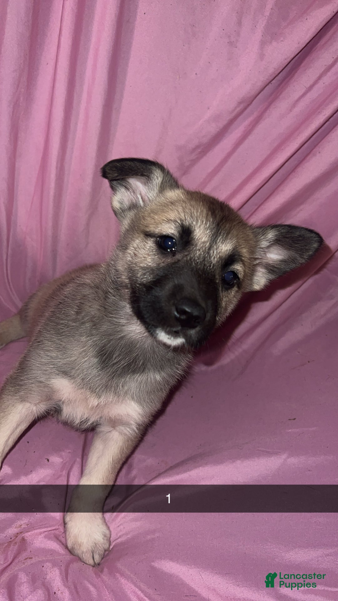 Mixed Breed dogs for sale: Girl1 - Ad 3