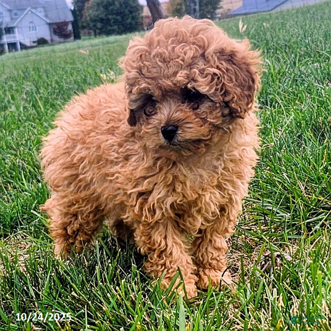 Cavapoo dogs for sale: Jake - Ad 7