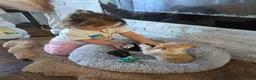 Mixed Breed dogs for sale: Mixed Breed Puppy 1 - Ad 1