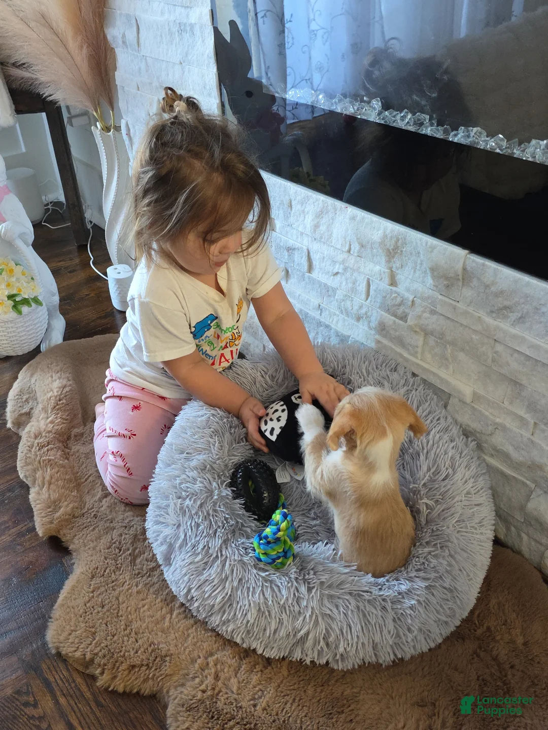Mixed Breed dogs for sale: Mixed Breed Puppy 1 - Ad 1