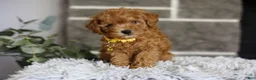 Toy Poodle dogs for sale: Amara  - Ad 7
