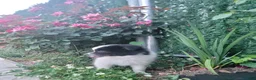 Pomeranian dogs for sale: Oreo - Ad 14