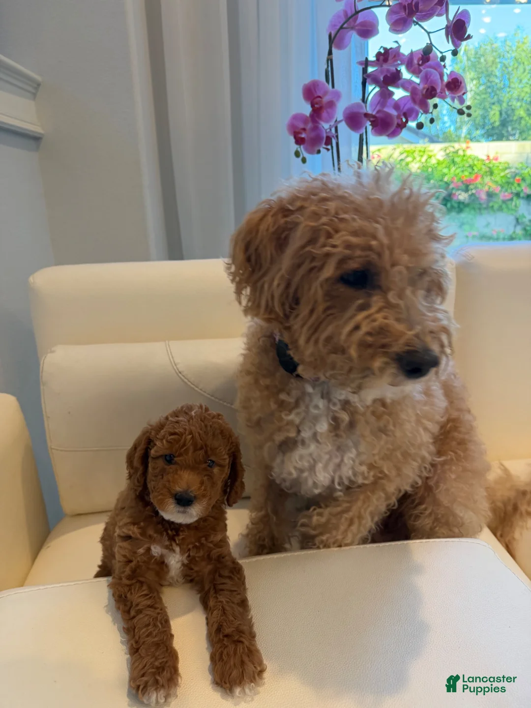 Mixed Breed dogs for sale:     COCO – Mini Labradoodle | Los Angeles Area | Ready for Rehoming  - Ad 5