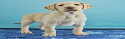 Labrador Retriever dogs for sale: Grace - Ad 3