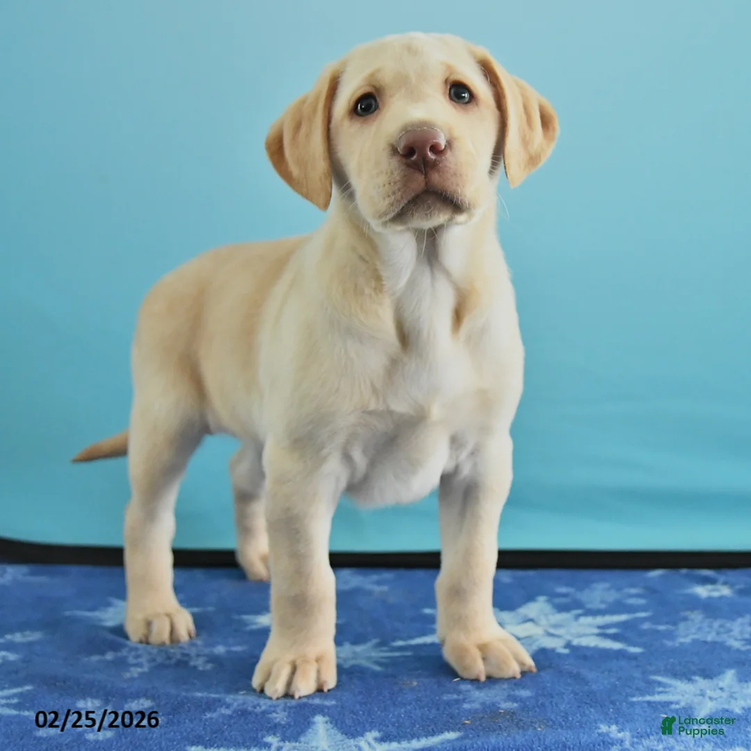 Labrador Retriever dogs for sale: Grace - Ad 3