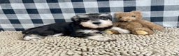 Miniature Schnauzer dogs for sale: Sally - Ad 2