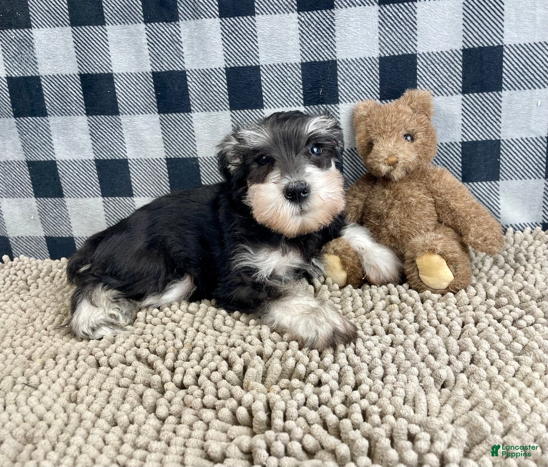 Miniature Schnauzer dogs for sale: Sally - Ad 2