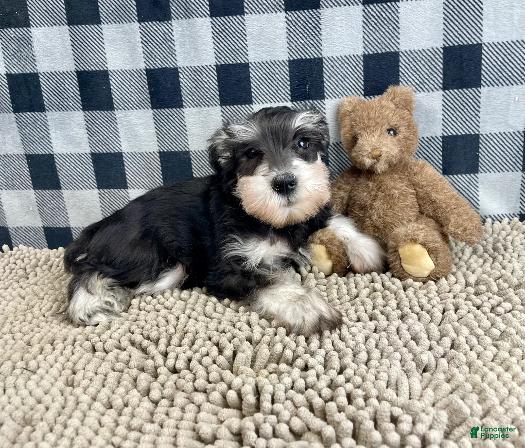 Miniature Schnauzer dogs for sale: Sally - Ad 2