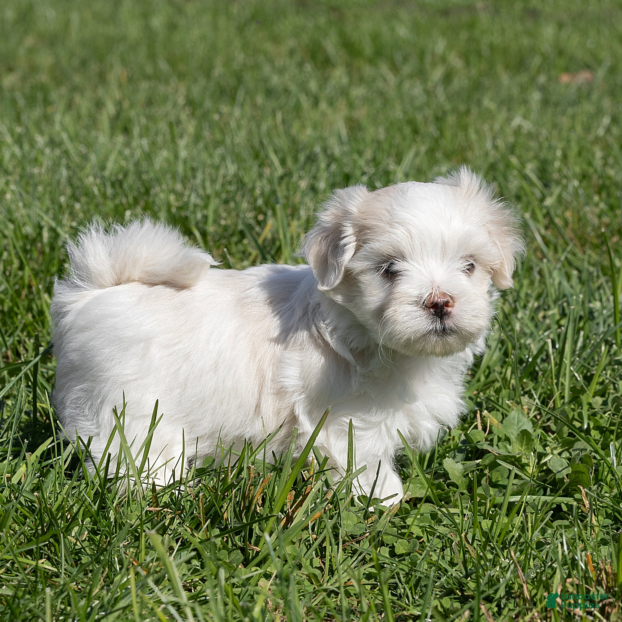 Maltese dogs for sale: Puck Maltese  - Ad 2