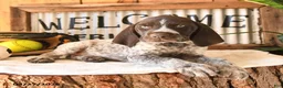 German Shorthaired Pointer dogs for sale: Bravo - Ad 3