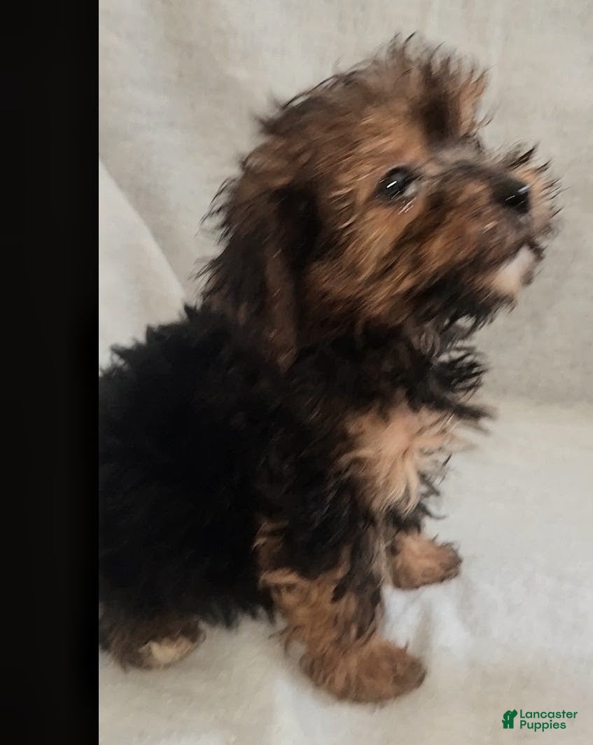 Mixed Breed dogs Tory - Ad 2