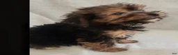 Mixed Breed dogs for sale: Tory - Ad 2