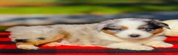 Miniature Australian Shepherd dogs for sale: Asher - Ad 1