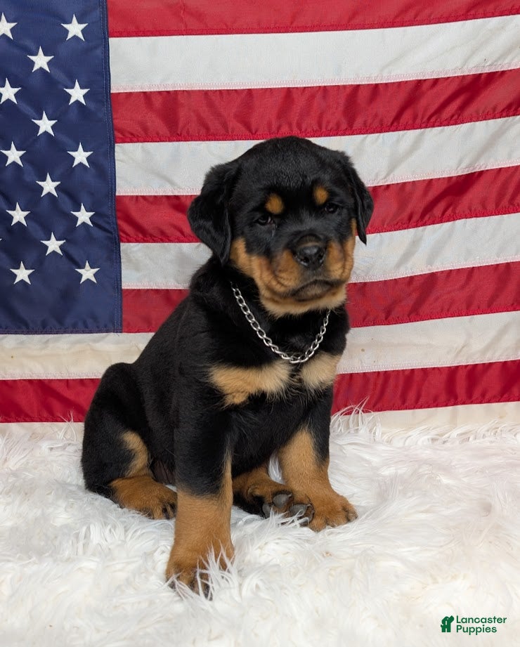 Rottweiler dogs Luka - Ad 20