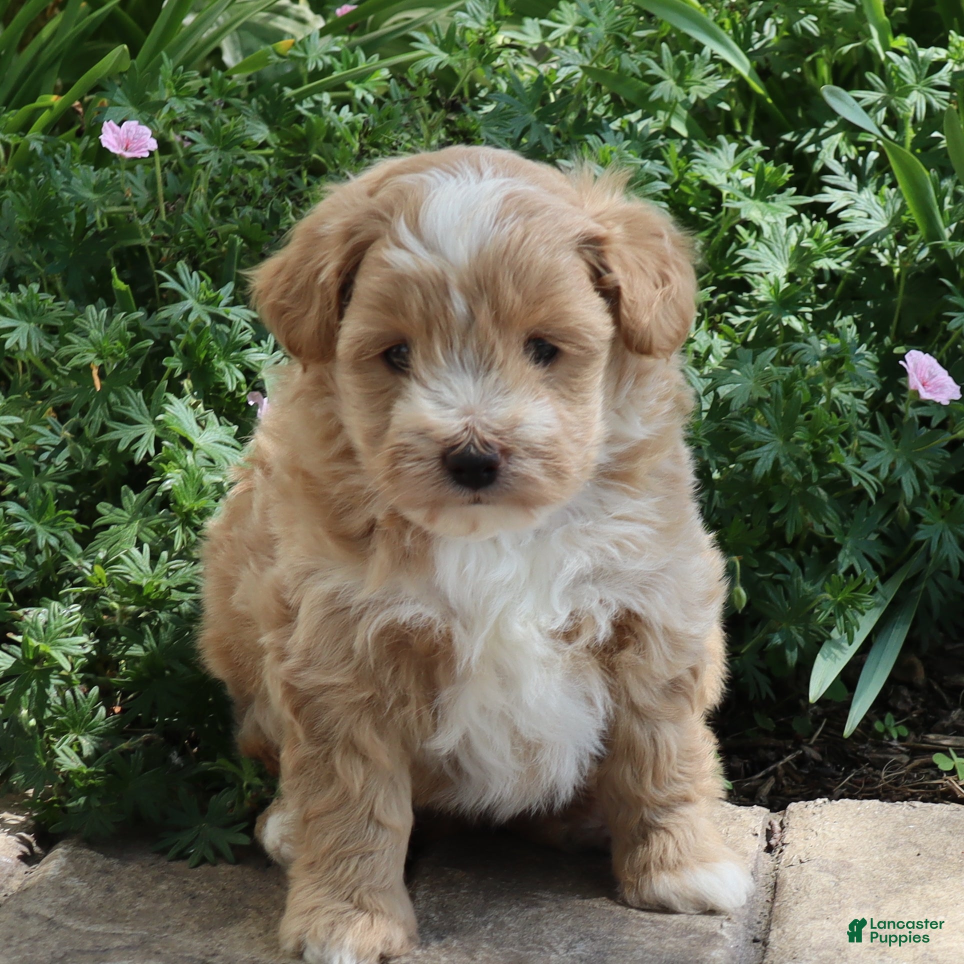 Mini Goldendoodle dogs Jamie - Ad 1