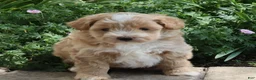Mini Goldendoodle dogs for sale: Jamie - Ad 1