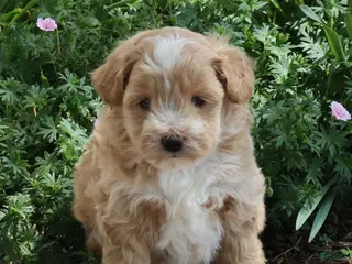 Mini Goldendoodle dogs for sale: Jamie - Ad 1