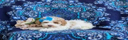 Toy Poodle dogs for sale: Sherry 7 lbs Full Grown - Ad 4