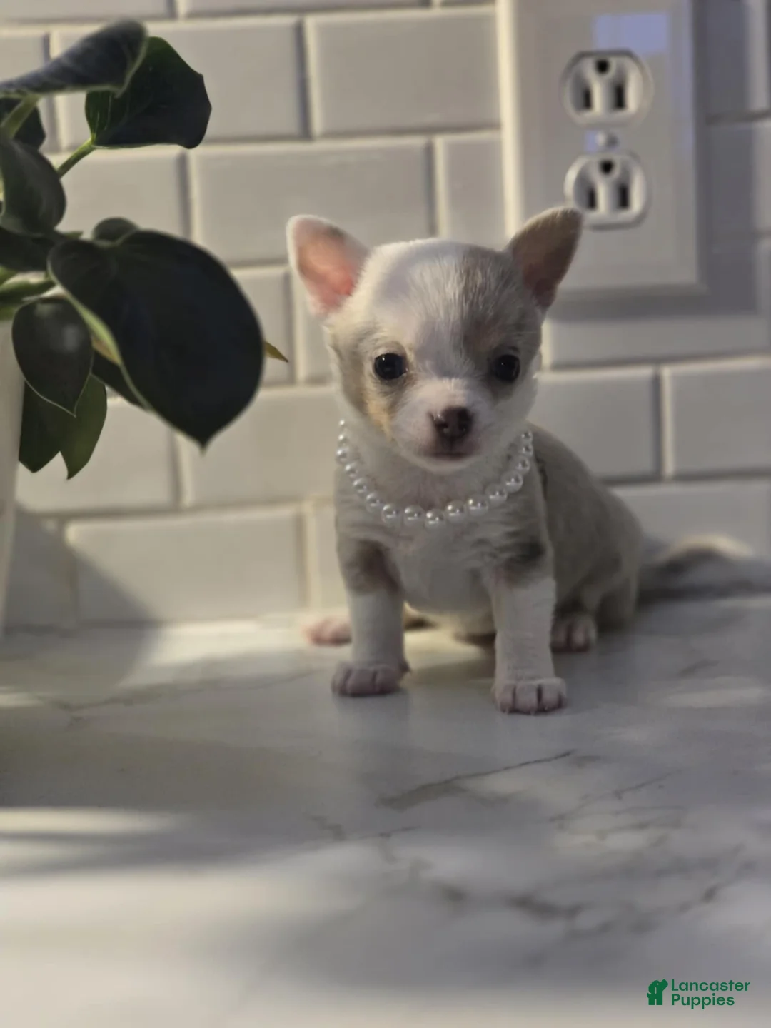 Chihuahua dogs for sale: lilly - Ad 2