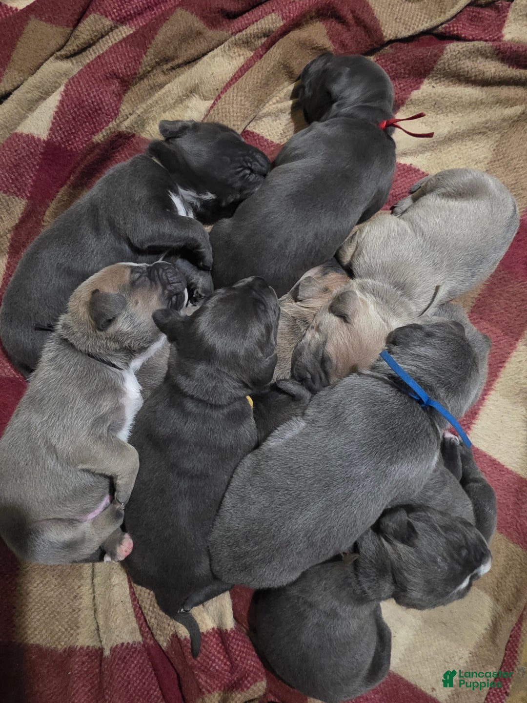 Mixed Breed dogs for sale: Hermes - Ad 3