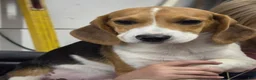 Beagle dogs for sale: Hunter  - Ad 6
