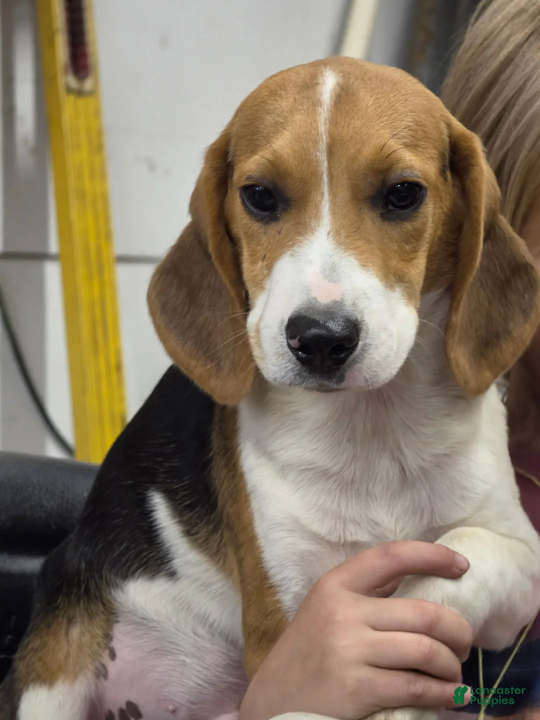 Beagle dogs for sale: Hunter  - Ad 6