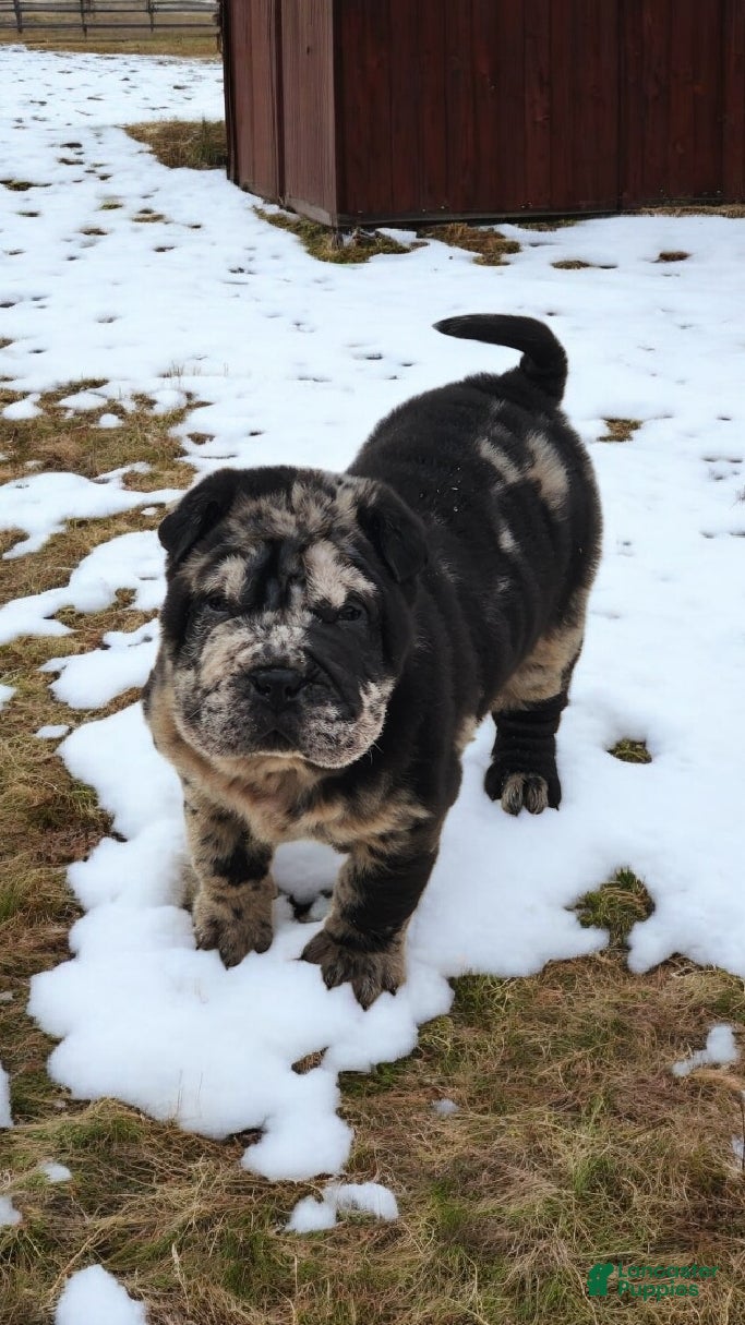 Shar Pei dogs Magic Mike merle mini - Ad 8