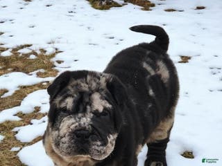 Shar Pei dogs Magic Mike merle mini - Ad 10