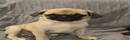 Pug dogs for sale: Pug Puppy 2 - Ad 5