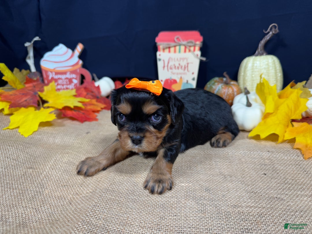 Cavalier King Charles Spaniel dogs for sale: Cavalier King Charles Spaniel Puppy 4 - Ad 2