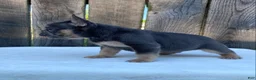 French Bulldog dogs for sale: Dexter - Ad 6