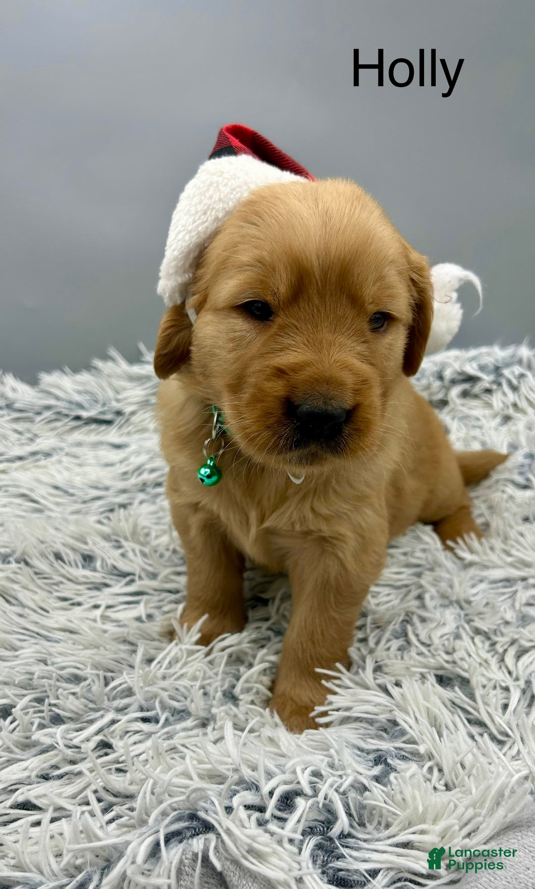 Golden Retriever dogs for sale: Golden Retriever Puppy -Holly - Ad 13
