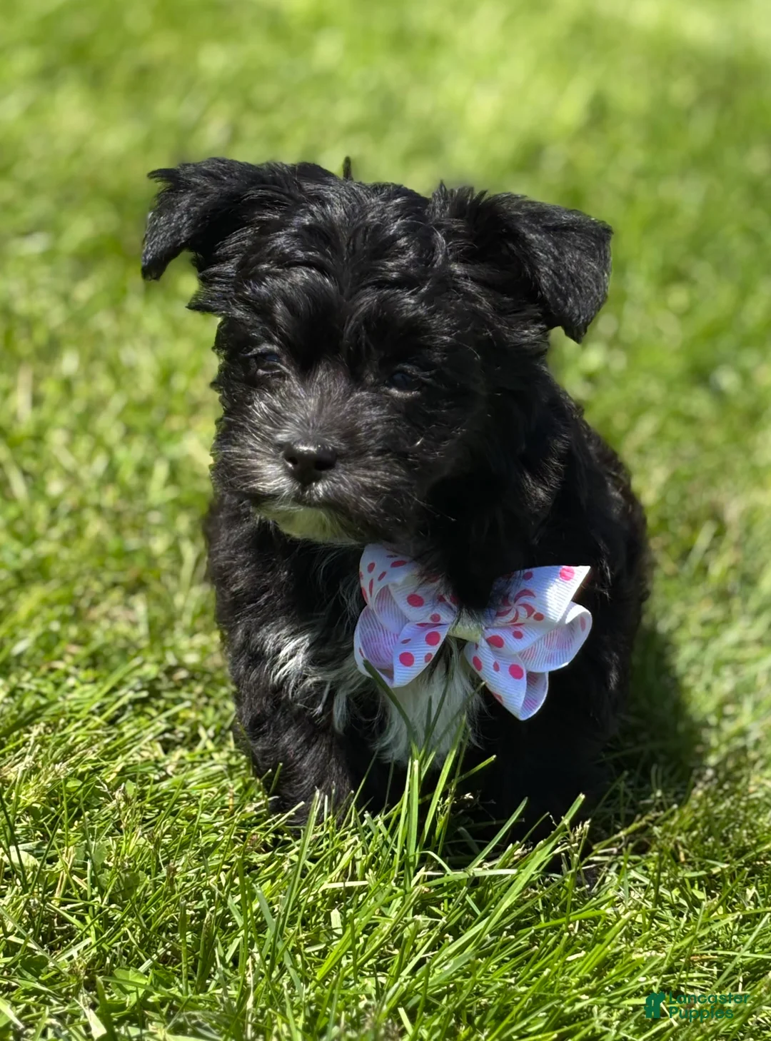 Morkie dogs for sale: Zoey - Ad 2
