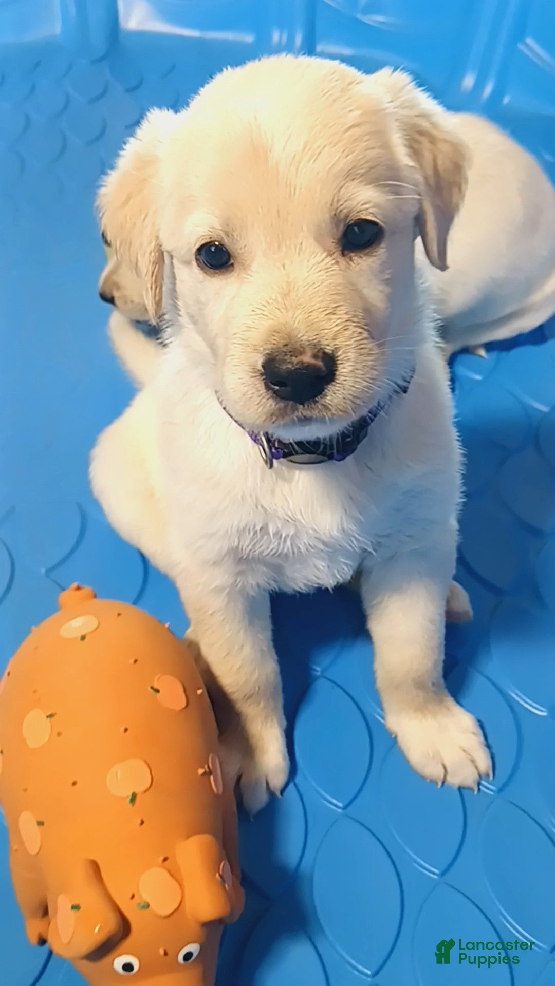 Golden Shepherd dogs Fancy  - Ad 39