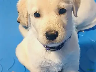 Golden Shepherd dogs Fancy - Ad 39