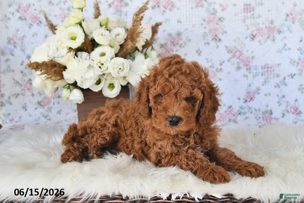 Mini Goldendoodle dogs Maxwell - Ad 2