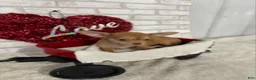 Chihuahua dogs for sale: Sparky - Ad 4