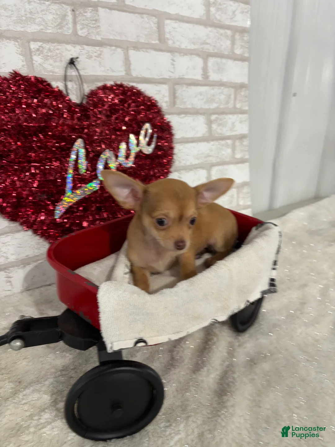 Chihuahua dogs for sale: Sparky - Ad 4