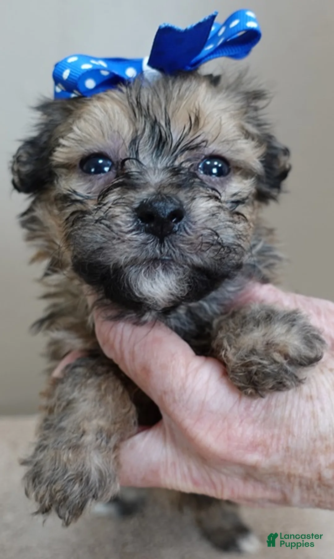 Maltipoo dogs for sale: River - Ad 8