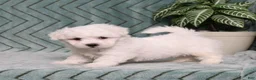 Bichon Frise dogs for sale: Jaxon - Ad 2