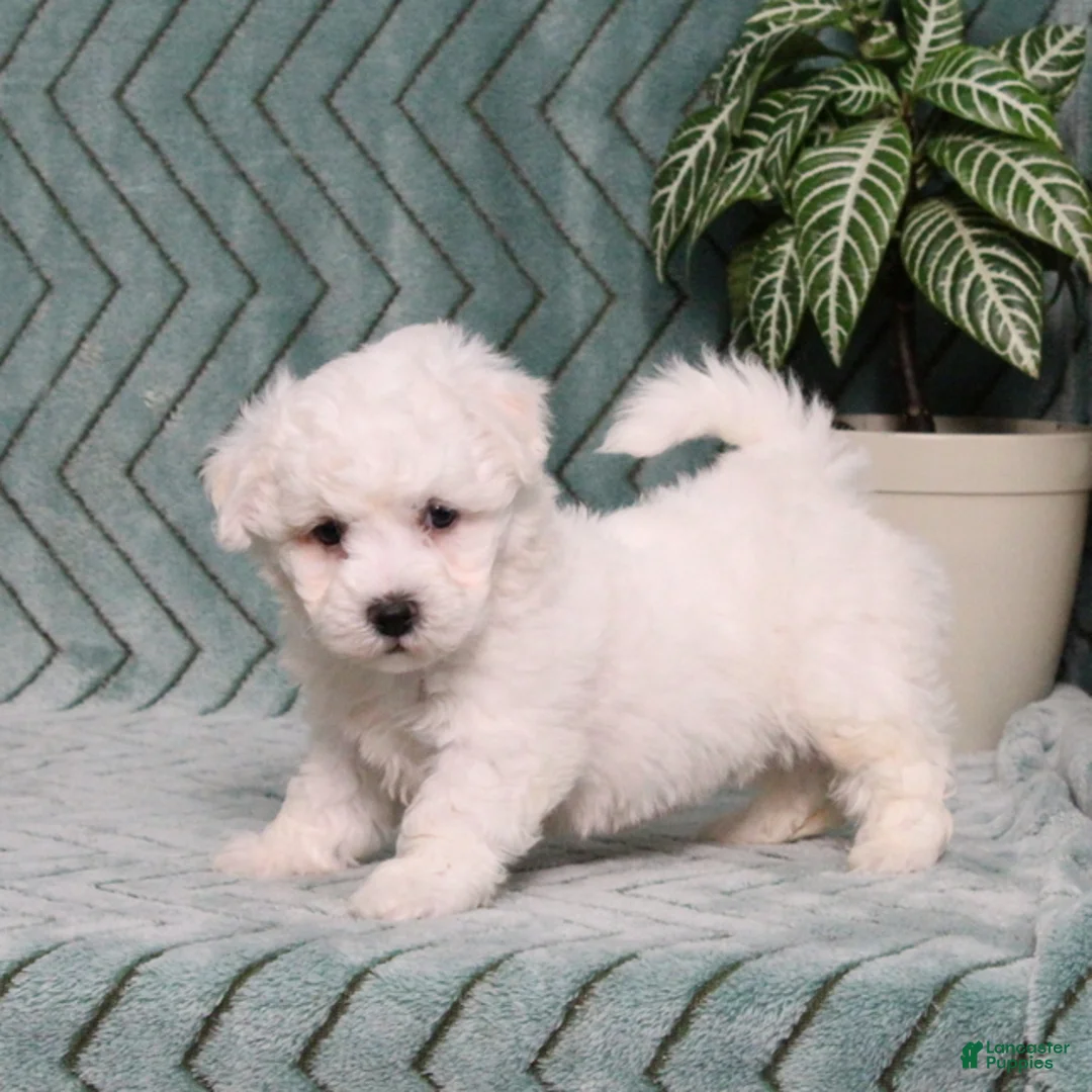 Bichon Frise dogs for sale: Jaxon - Ad 2