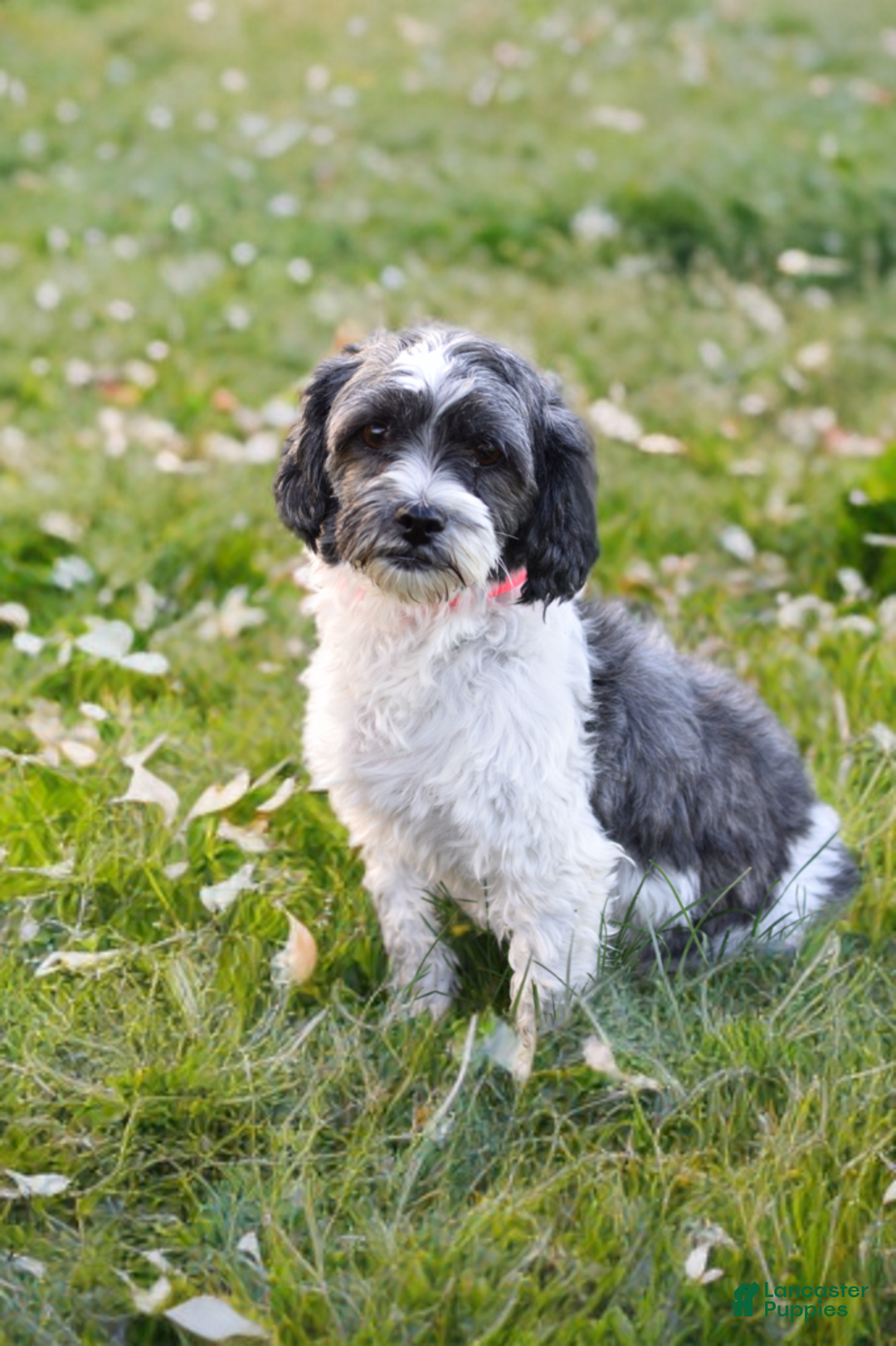 Mixed Breed dogs for sale: Dream - Ad 7