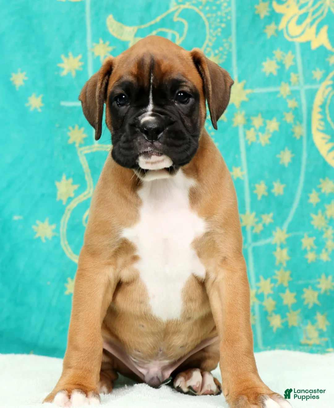 Boxer dogs for sale: Leo - Ad 2