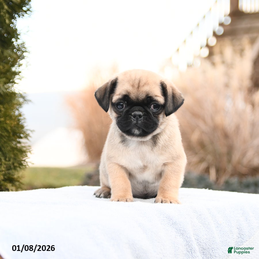 Mixed Breed dogs Matt  - Ad 22