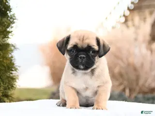 Mixed Breed dogs Matt - Ad 14