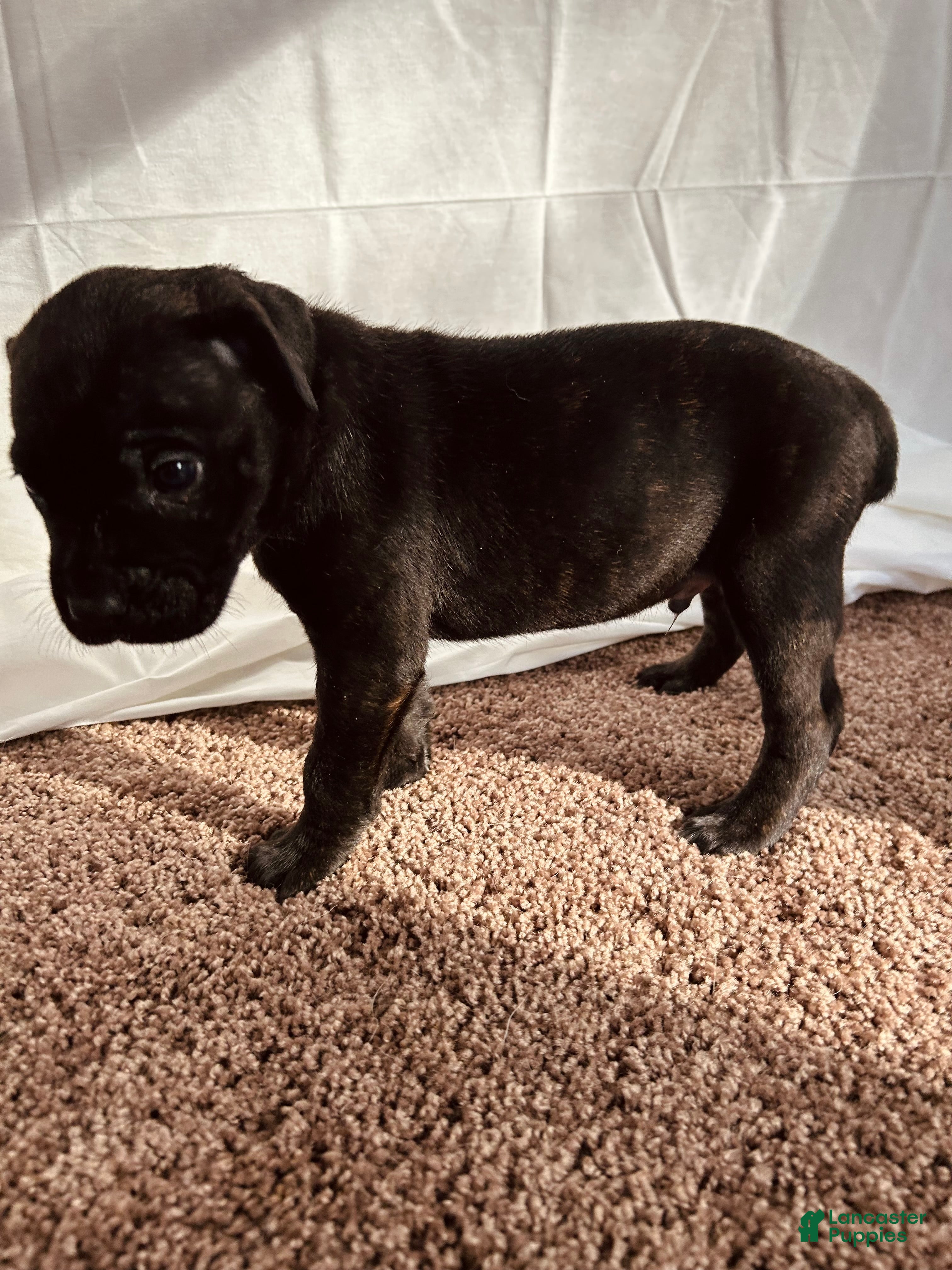 Cane Corso dogs Apollo - Ad 16