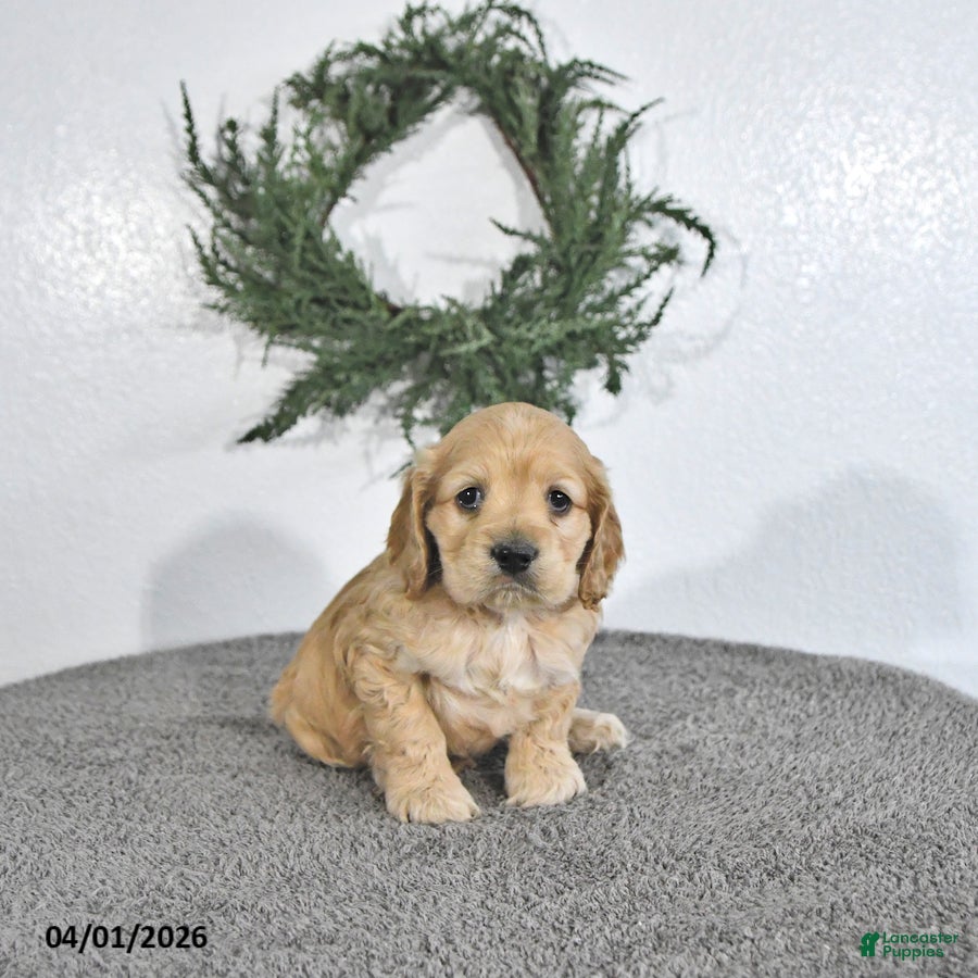 English Cocker Spaniel dogs Kobey - Ad 2