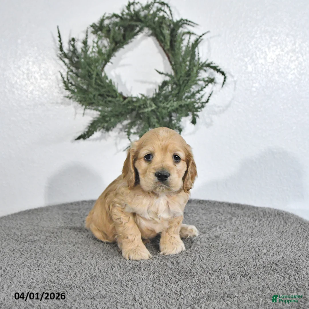 English Cocker Spaniel dogs for sale: Kobey - Ad 2