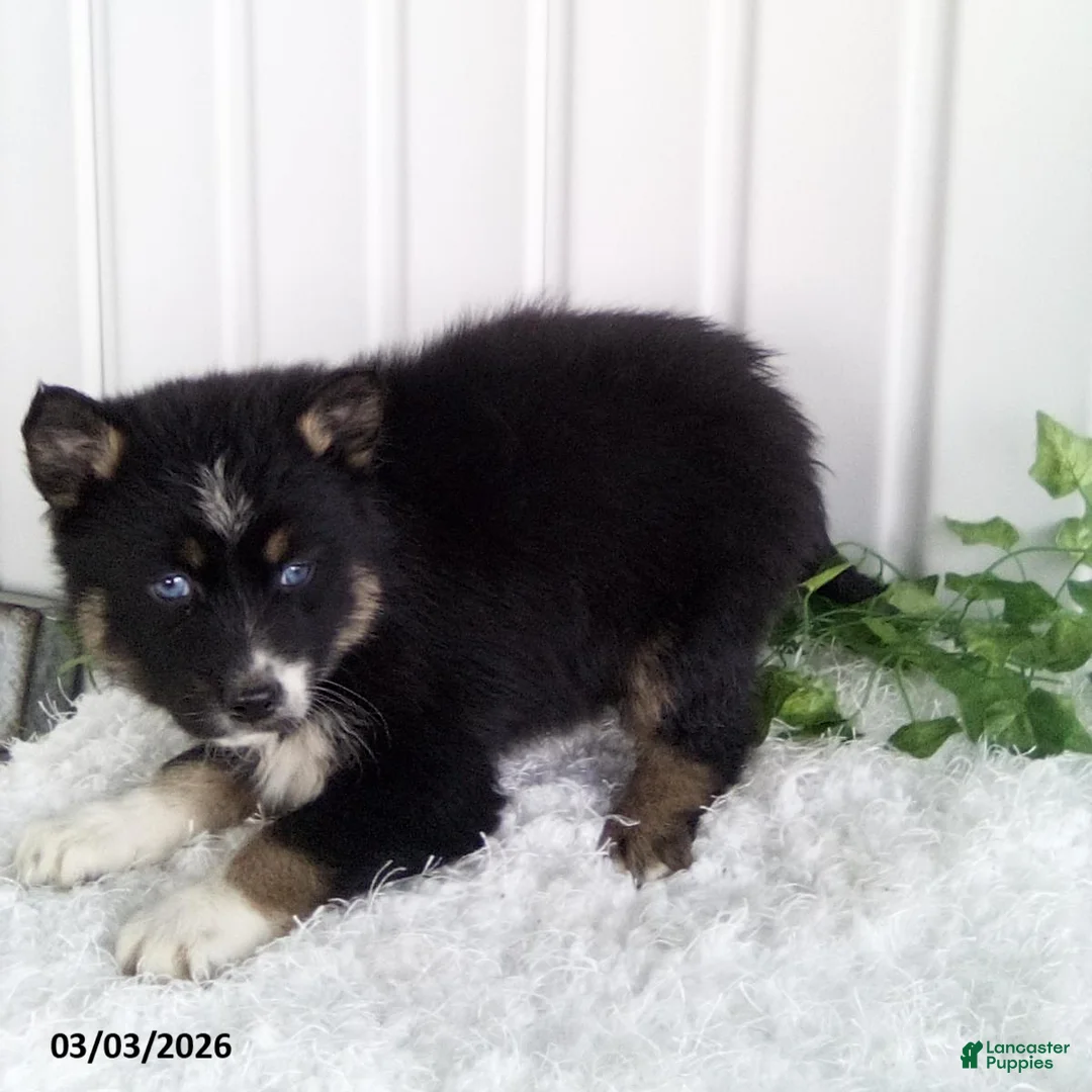 Pomsky dogs for sale: Molly - Ad 3